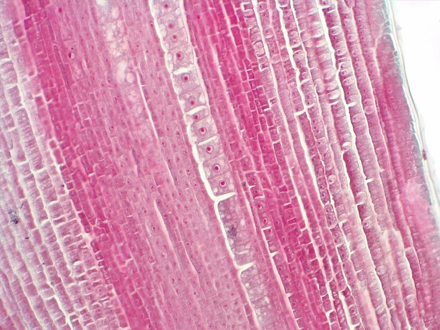 Dicot Root LS Slides - Dicot Root LS 03 200X